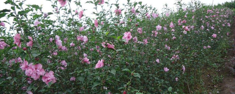 木槿花叶子蔫了怎么办 木槿花叶子蔫了怎么办