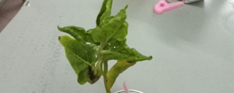 茉莉叶子萎缩怎么回事 茉莉叶子萎缩怎么回事