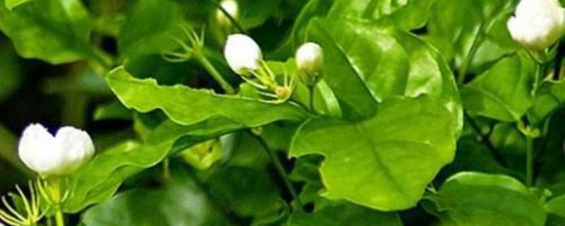 茉莉花叶子蔫是什么原因 茉莉花叶子蔫是什么原因