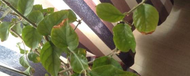茉莉花的叶子尖黄怎么办