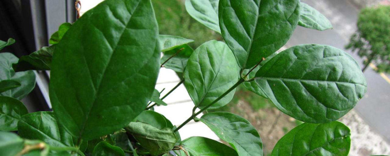 茉莉刚换盆叶子焉了怎么办 茉莉刚换盆叶子焉了怎么办