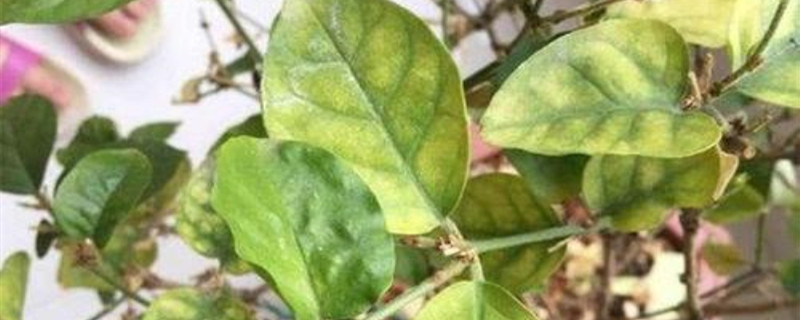 茉莉的叶子变薄发黄怎么办 茉莉的叶子变薄发黄怎么办
