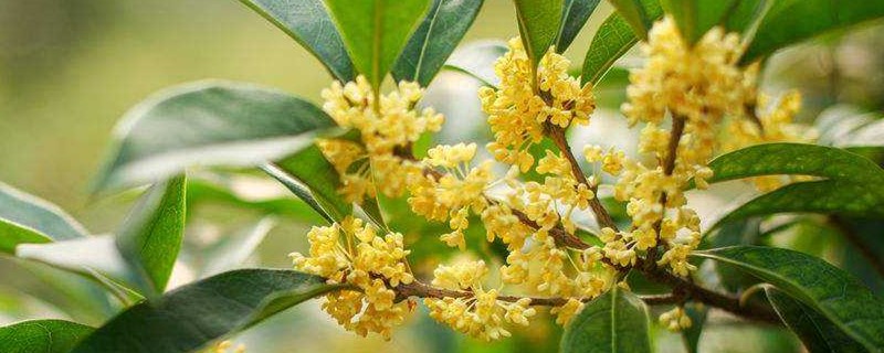 桂花叶子变褐色怎么处理 桂花叶子变褐色怎么处理