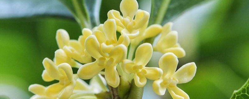 桂花叶子有很多焦边是什么原因 桂花叶子有很多焦边是什么原因