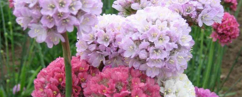 海石竹浇水后叶子和花都蔫了怎么办 海石竹浇水后叶子和花都蔫了怎么办