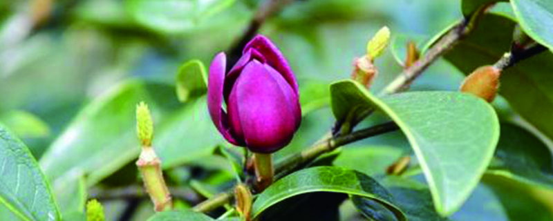 含笑花叶子干枯怎么办 含笑花叶子干枯怎么办