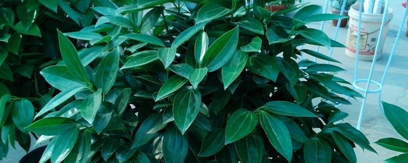 平安树叶子发黄怎样救 平安树叶子发黄怎样救
