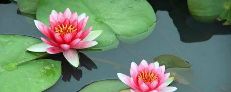 睡莲叶子可以吃吗 睡莲叶子可以吃吗