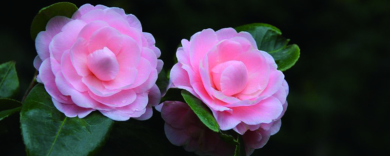 山茶花掉新叶子怎么办 山茶花掉新叶子怎么办
