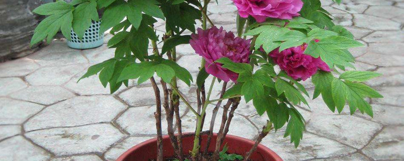 芍药叶子枯萎怎么办 芍药叶子枯萎怎么办