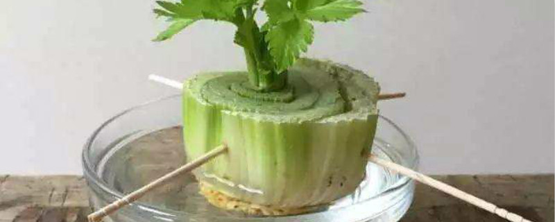 水培芹菜叶子黄怎么办 水培芹菜叶子黄怎么办