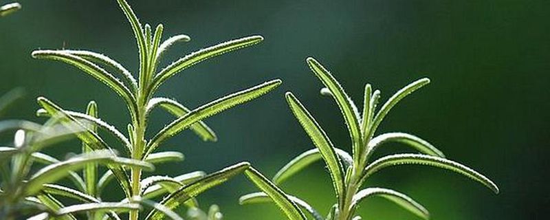 迷迭香叶子枯了怎么办 迷迭香叶子枯了怎么办