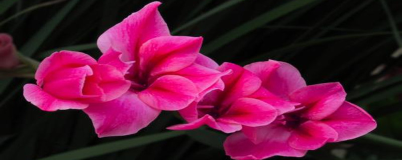 唐菖蒲刚买回来怎么处理 唐菖蒲刚买回来怎么处理