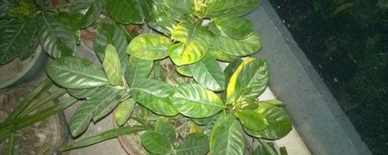 栀子花叶子焉了是怎么回事 栀子花叶子焉了是怎么回事