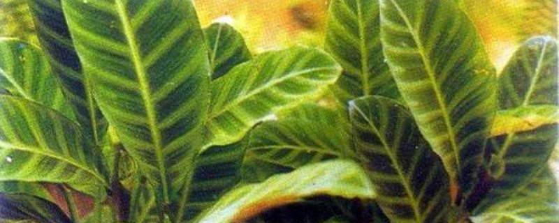 天鹅绒竹芋叶子耷拉怎么办 天鹅绒竹芋叶子耷拉怎么办