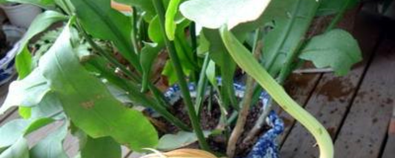 昙花叶子干蔫卷怎么办 昙花叶子干蔫卷怎么办