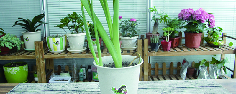 风信子种植养护技巧