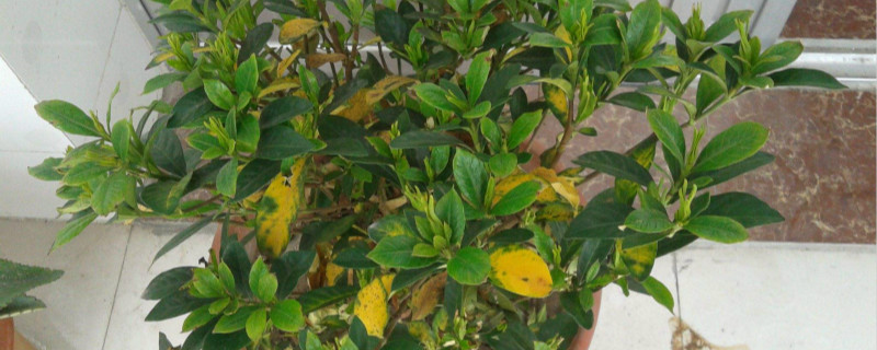 栀子花可以修剪叶子吗 栀子花可以修剪叶子吗
