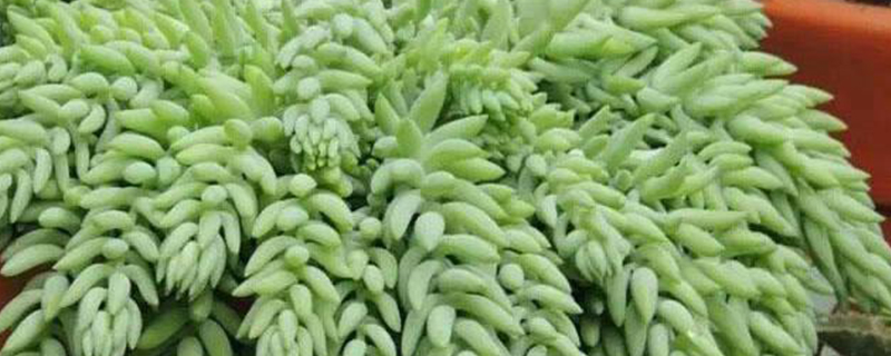 玉珠帘叶子变皱怎么办 玉珠帘叶子变皱怎么办
