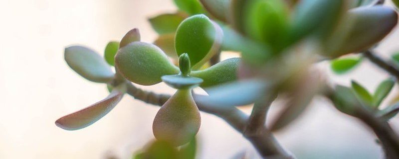 燕子掌叶子上有霉点怎么办 燕子掌叶子上有霉点怎么办