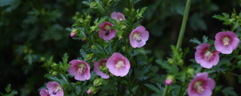 小木槿种植养护技巧 小木槿种植养护技巧