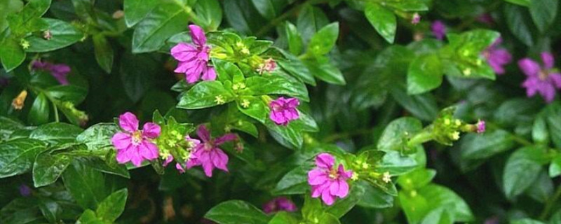 雪茄花的叶子有毒吗 雪茄花的叶子有毒吗