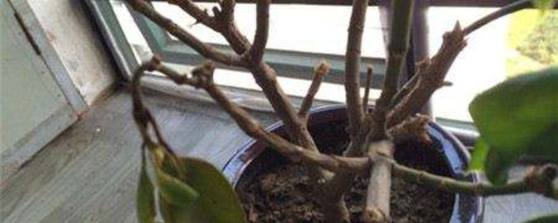 新茉莉花掉叶子怎么办 新茉莉花掉叶子怎么办