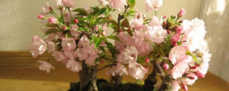 盆栽樱花树的叶子黄了怎么办 盆栽樱花树的叶子黄了怎么办