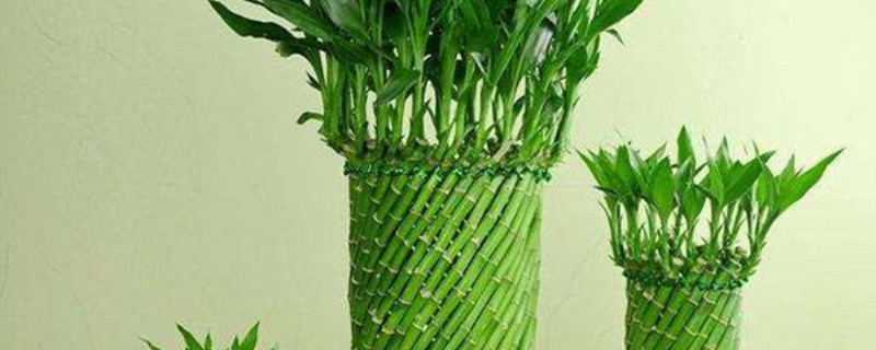 盆栽节节高叶子发黄怎么办 盆栽节节高叶子发黄怎么办