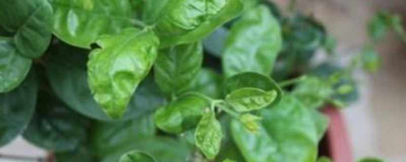 盆栽茉莉冬天有叶子吗 盆栽茉莉冬天有叶子吗