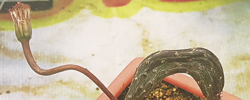 地龙有几种 地龙有几种