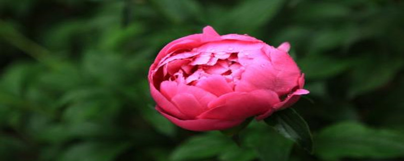 芍药刚买回来怎么处理 芍药刚买回来怎么处理