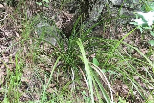 山上野花别乱挖,挖了它,可能会坐牢! 山上野花别乱挖,挖了它,可能会坐牢!
