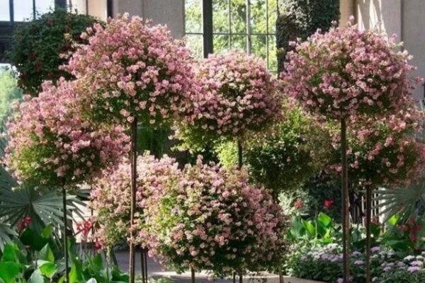 这花真强悍,剪一茬开一茬,大半年都开花! 这花真强悍,剪一茬开一茬,大半年都开花!