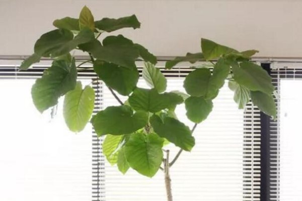 9种新晋网红绿植,摆家里提档次,邻居看了都眼馋! 9种新晋网红绿植,摆家里提档次,邻居看了都眼馋!