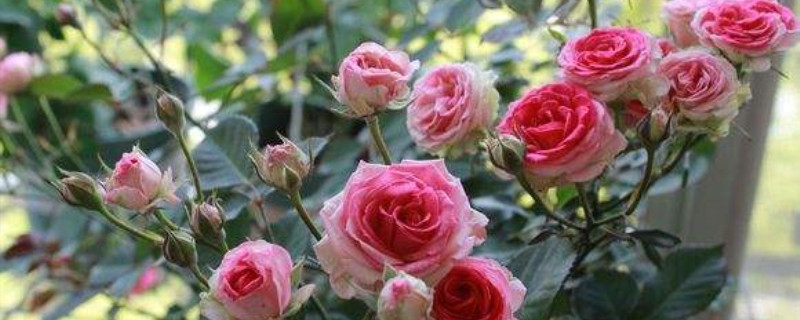 灌木月季病虫害防治 灌木月季病虫害防治