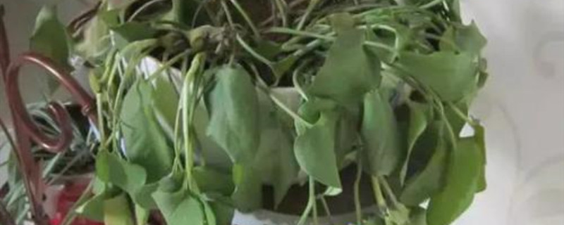 网上买回来的花焉了怎么办 网上买回来的花焉了怎么办