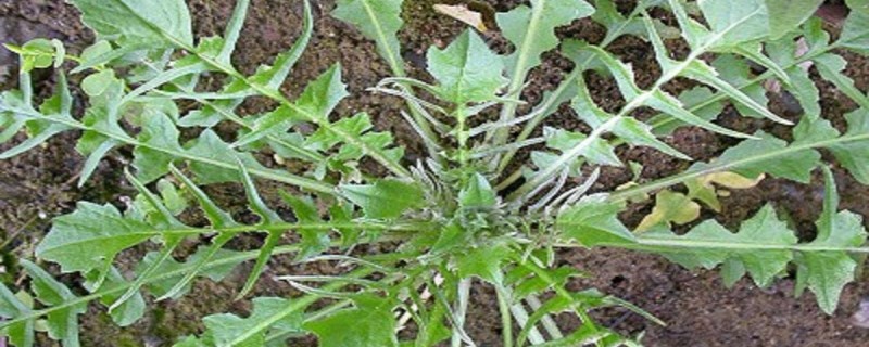 荠菜花叶子里面为什么是黄色的呀 荠菜花叶子里面为什么是黄色的呀