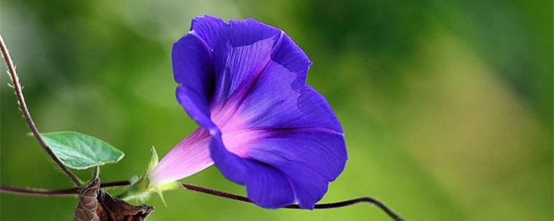 牵牛花叶子发黄怎么办 牵牛花叶子发黄怎么办