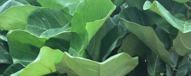 琴叶榕叶子耷拉是缺水吗 琴叶榕叶子耷拉是缺水吗