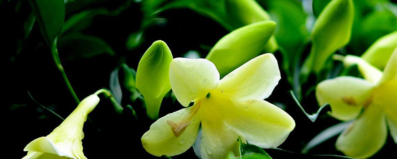 非洲茉莉叶子有白色点怎么回事 非洲茉莉叶子有白色点怎么回事