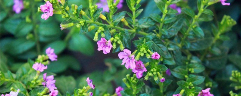萼距花叶子卷了怎么办 萼距花叶子卷了怎么办