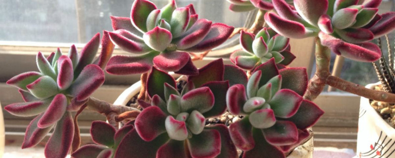 绒毛掌植物叶子是红色好吗 绒毛掌植物叶子是红色好吗