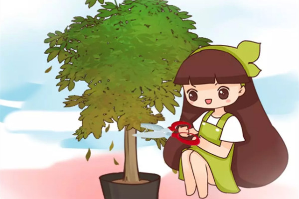 夏天养花黄叶子?赶紧剪一下,10天叶片绿的直滴油! 夏天养花黄叶子?赶紧剪一下,10天叶片绿的直滴油!