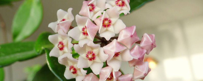 球兰开花会死吗 球兰开花会死吗