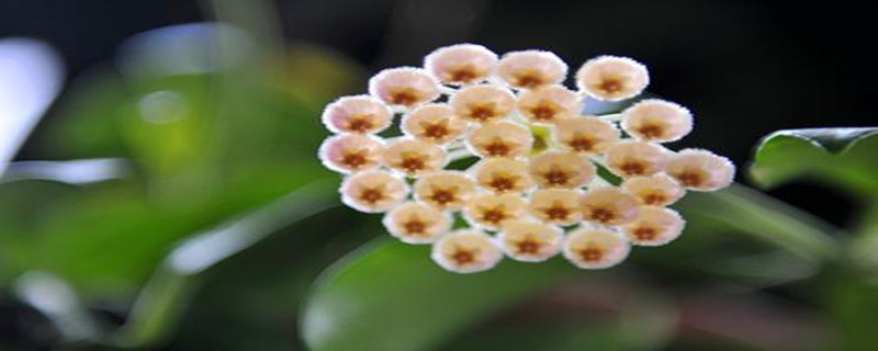 球兰开花吗 球兰开花吗