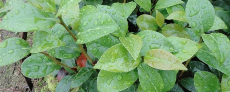 茶花枝几月份扦插 茶花枝几月份扦插