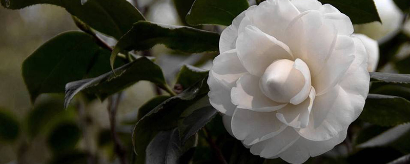 茶花枝要怎样扦插 茶花枝要怎样扦插