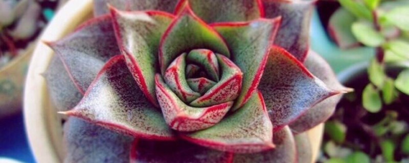 大和锦的花可以扦插吗 大和锦的花可以扦插吗