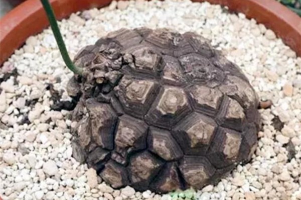 这花长了个大肚子,1个月不浇水,竟然长成绿窗帘! 这花长了个大肚子,1个月不浇水,竟然长成绿窗帘!